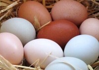 Fabrikasından en kaliteli beyaz tel yumurta kabı modellerinin en uygun toptan satış listesi fiyatlarıyla satıcısı telefonu 0212 2370759